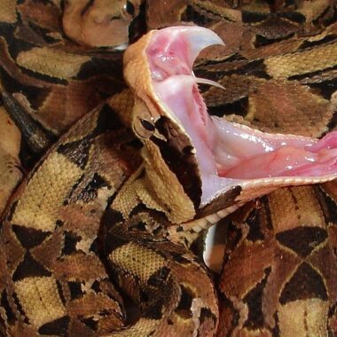 Gaboon Viper Habitat: Natural Environment Guide