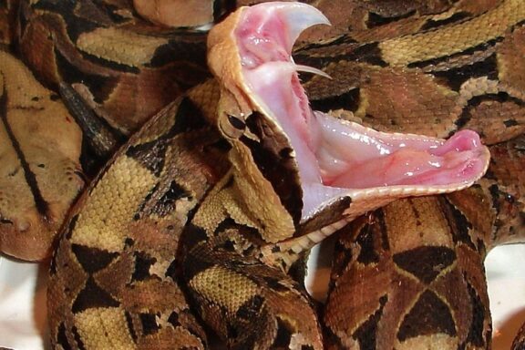 Gaboon Viper Habitat: Natural Environment Guide