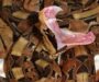 Gaboon Viper Habitat: Natural Environment Guide