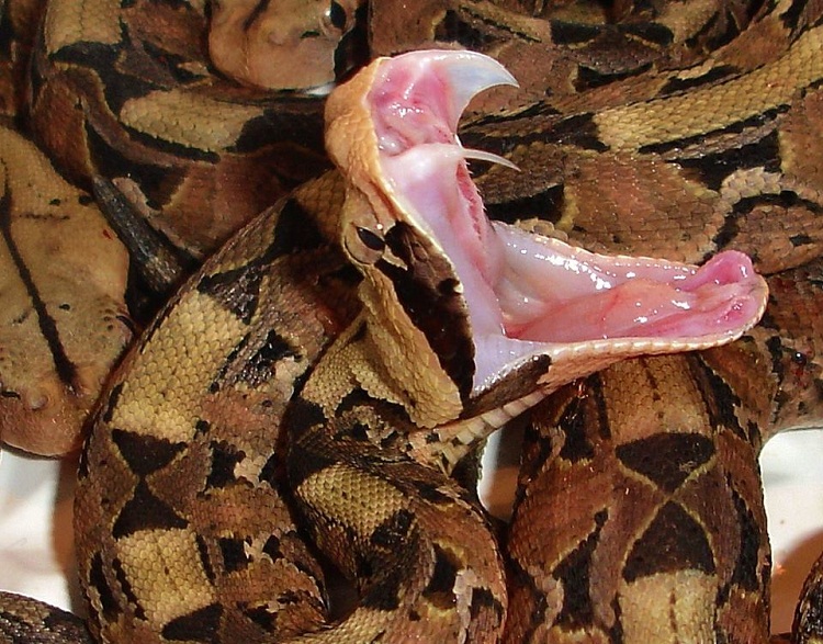 Gaboon Viper Habitat: Natural Environment Guide