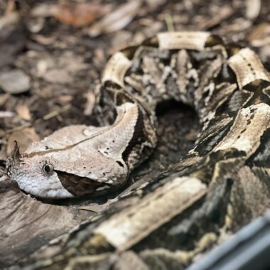 Gaboon Viper in Captivity: Care Requirements