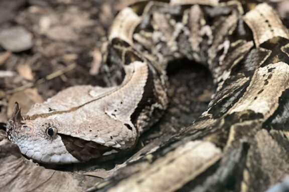 Gaboon Viper in Captivity: Care Requirements