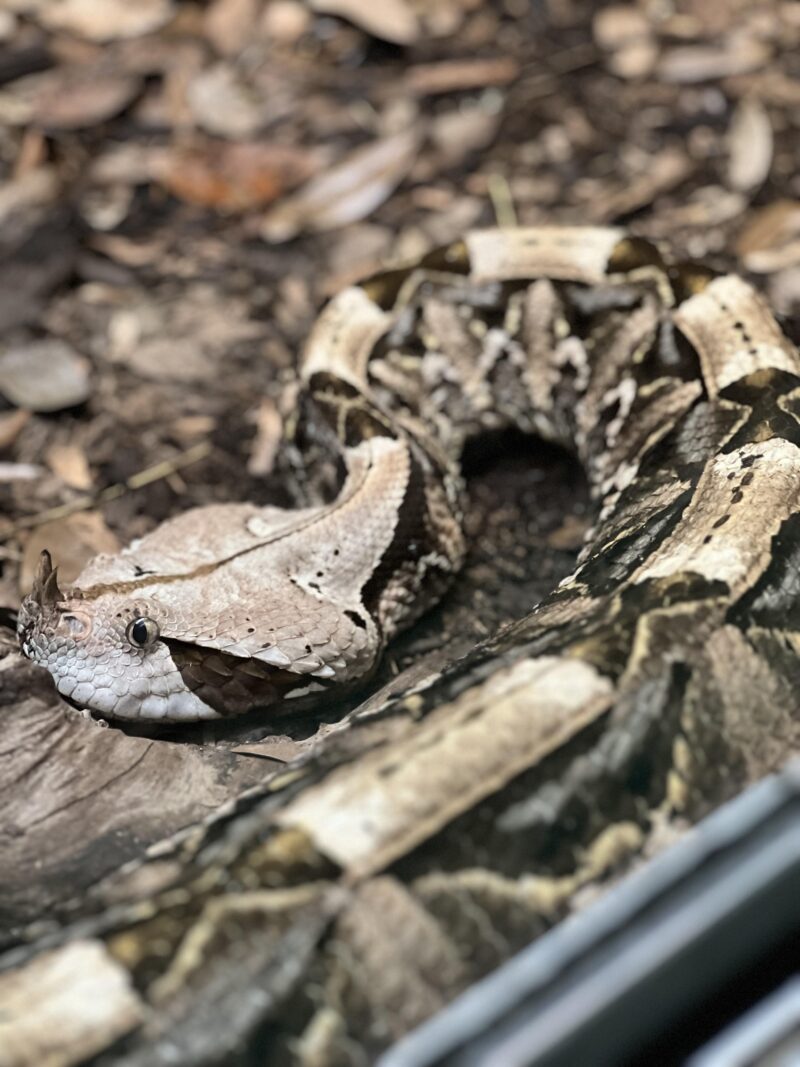 Gaboon Viper in Captivity: Care Requirements