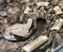 Gaboon Viper in Captivity: Care Requirements