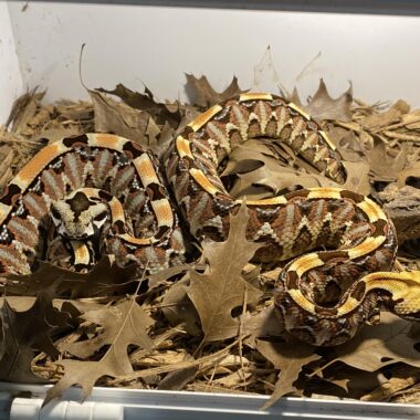 Gaboon Viper Mating Habits: Breeding Guide