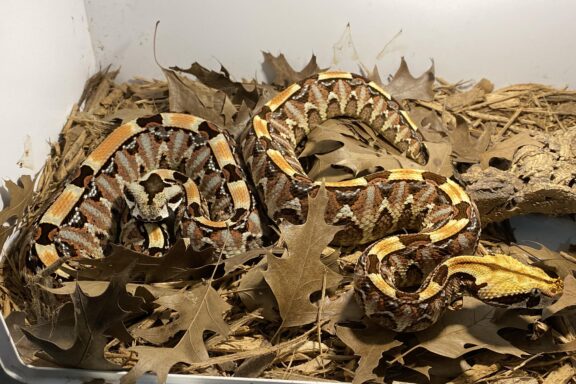 Gaboon Viper Mating Habits: Breeding Guide