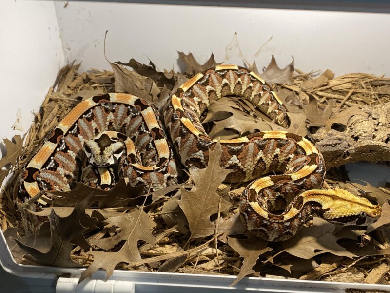 Gaboon Viper Mating Habits: Breeding Guide