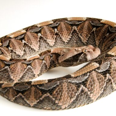 Gaboon Viper Pet: Expert Guidelines