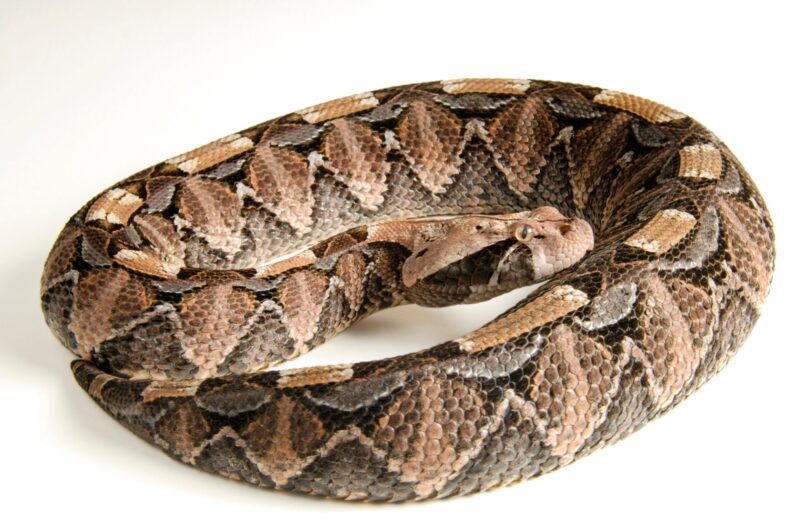 Gaboon Viper Pet: Expert Guidelines