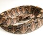 Gaboon Viper Pet: Expert Guidelines