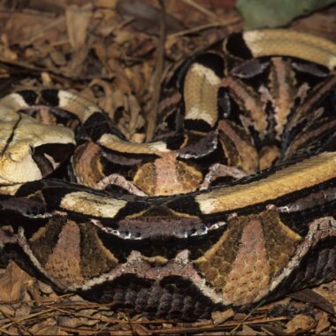 Gaboon Viper Predators: Natural Threats Guide