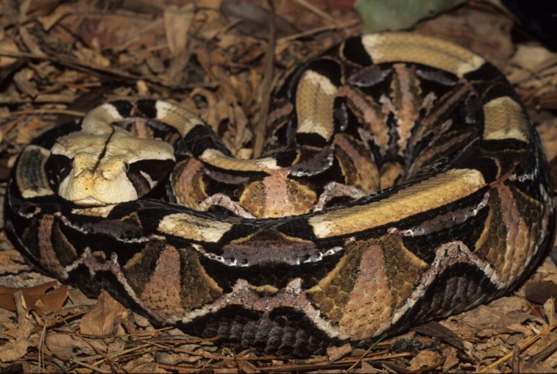 Gaboon Viper Predators: Natural Threats Guide