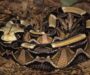 Gaboon Viper Predators: Natural Threats Guide