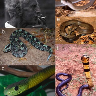 Gaboon Viper Prey: Hunting & Diet Patterns