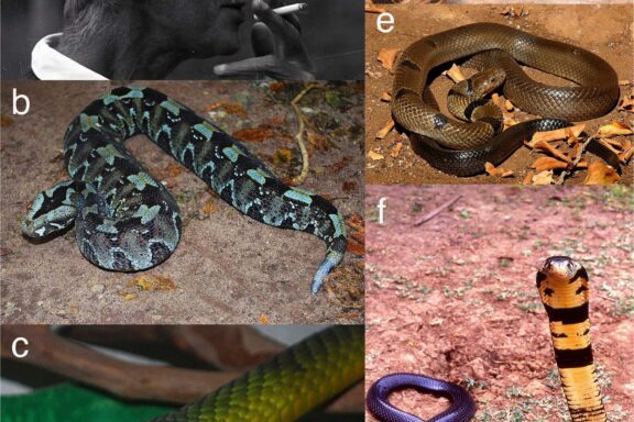 Gaboon Viper Prey: Hunting & Diet Patterns