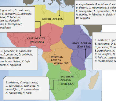 Gaboon Viper Range: African Distribution Map