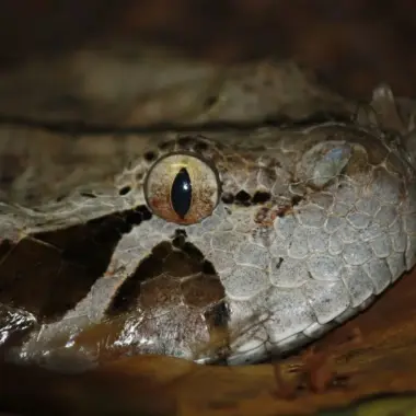 Gaboon Viper Reproduction: Life Cycle Guide