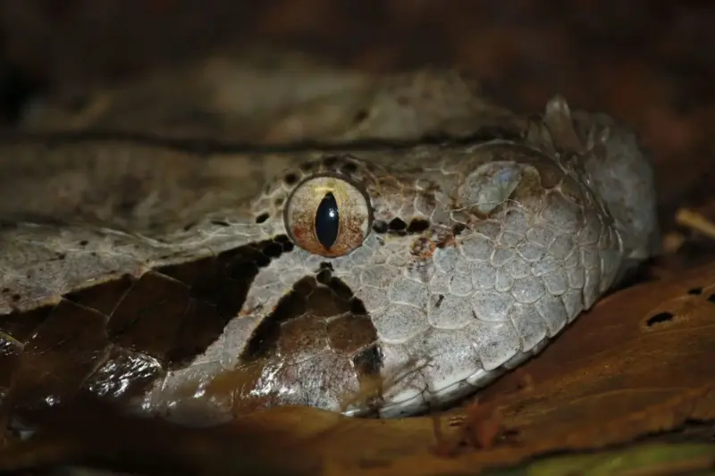 Gaboon Viper Reproduction: Life Cycle Guide