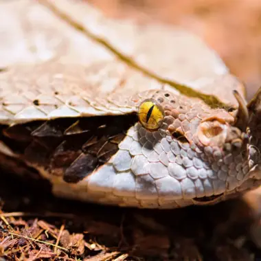 Gaboon Viper Scales: Unique Features Explained