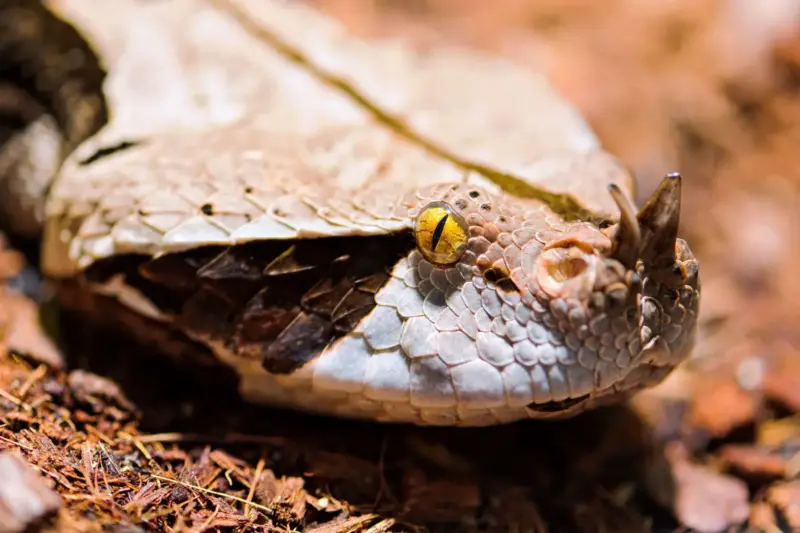 Gaboon Viper Scales: Unique Features Explained