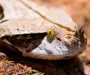 Gaboon Viper Scales: Unique Features Explained