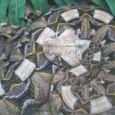 Gaboon Viper Size: Understanding Their Massive Build