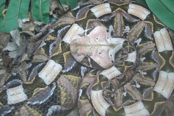 Gaboon Viper Size: Understanding Their Massive Build