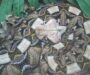 Gaboon Viper Size: Understanding Their Massive Build