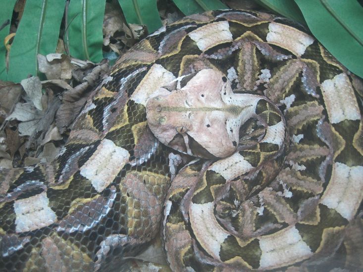 Gaboon Viper Size: Understanding Their Massive Build