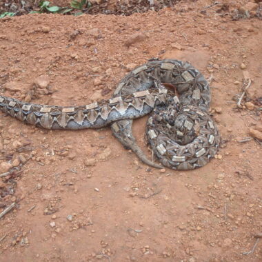 Gaboon Viper Speed: Movement Patterns Revealed