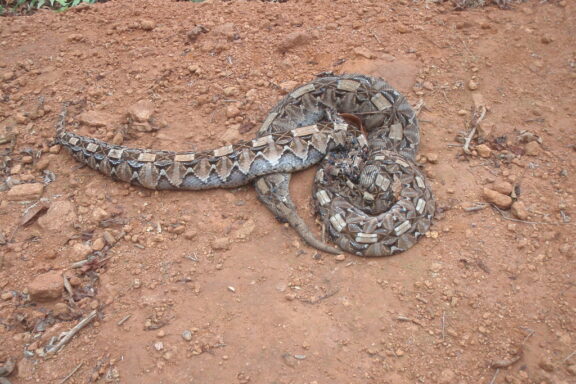 Gaboon Viper Speed: Movement Patterns Revealed