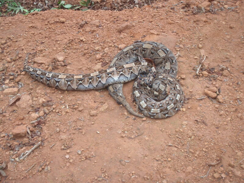 Gaboon Viper Speed: Movement Patterns Revealed