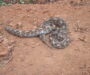 Gaboon Viper Speed: Movement Patterns Revealed