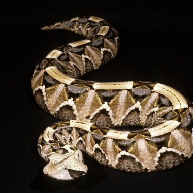 Gaboon Viper Toxicity: Venom Analysis Guide