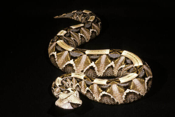 Gaboon Viper Toxicity: Venom Analysis Guide