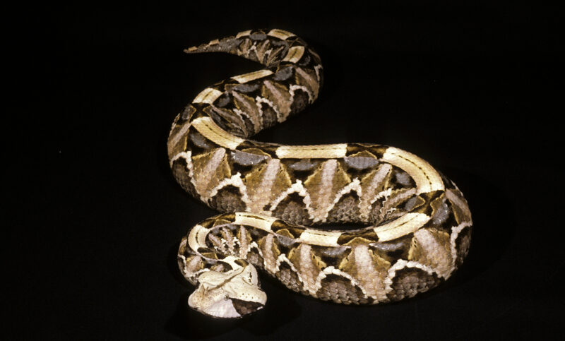 Gaboon Viper Toxicity: Venom Analysis Guide