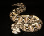 Gaboon Viper Toxicity: Venom Analysis Guide