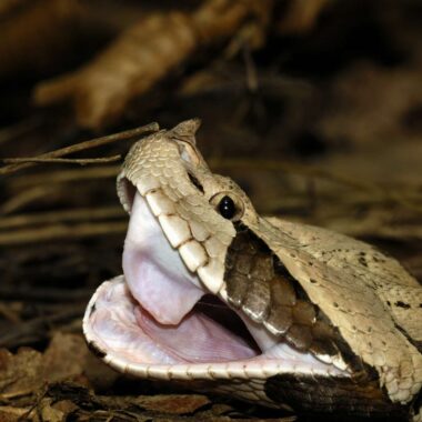 Gaboon Viper Venom Potency: Deadliest in Africa