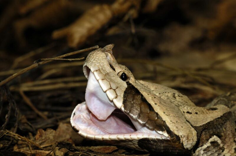 Gaboon Viper Venom Potency: Deadliest in Africa