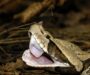 Gaboon Viper Venom Potency: Deadliest in Africa