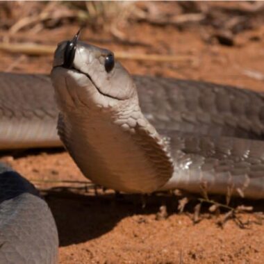 Gaboon Viper vs Black Mamba: Species Compare