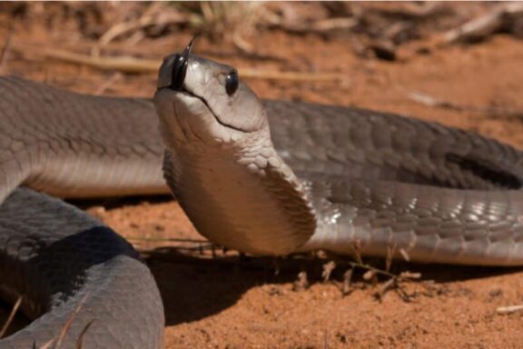 Gaboon Viper vs Black Mamba: Species Compare