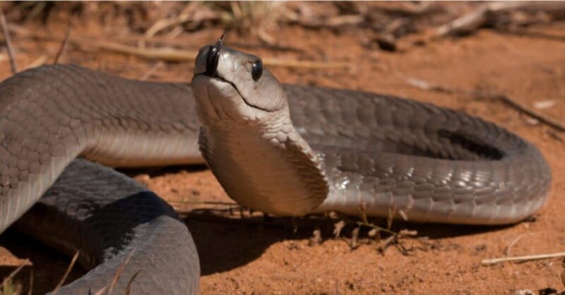 Gaboon Viper vs Black Mamba: Species Compare