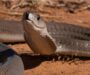 Gaboon Viper vs Black Mamba: Species Compare