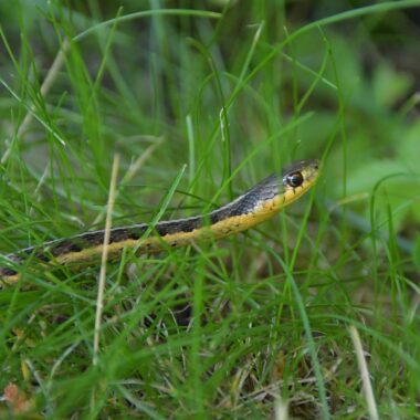 Garter Snake Care: Essential Guide for Owners