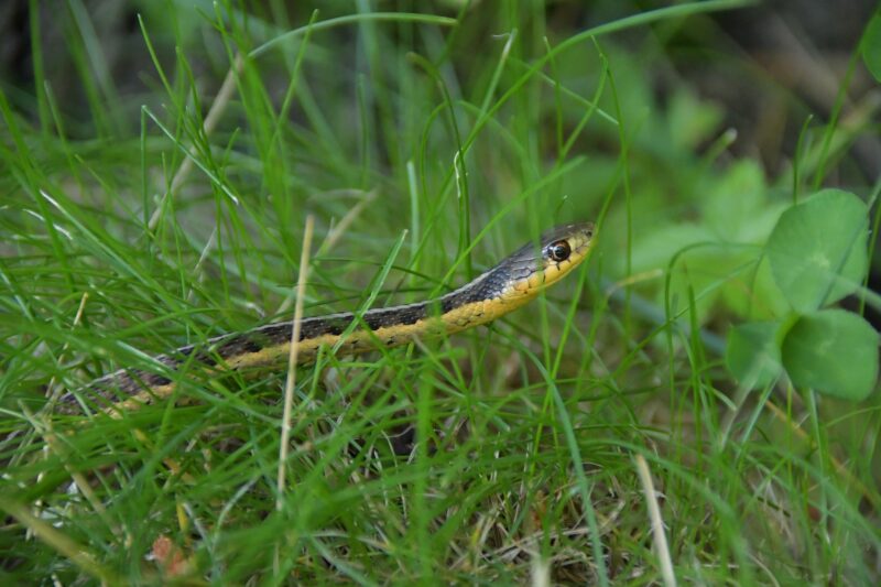 Garter Snake Care: Essential Guide for Owners