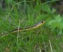 Garter Snake Care: Essential Guide for Owners