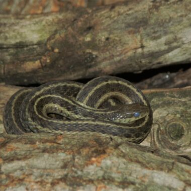 Garter Snake Habitat: Natural Environment Guide