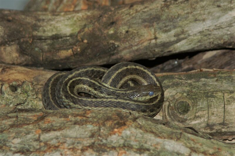 Garter Snake Habitat: Natural Environment Guide