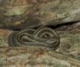 Garter Snake Habitat: Natural Environment Guide